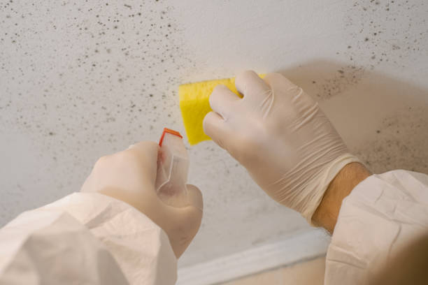 Best Attic Mold Removal  in New Port Richey, FL